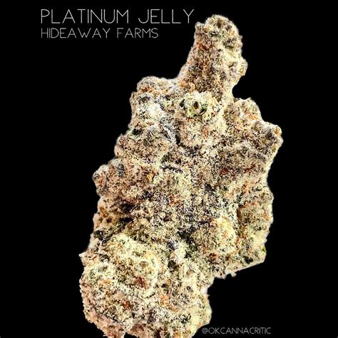 Jelly gushers strain. Things To Know About Jelly gushers strain. 